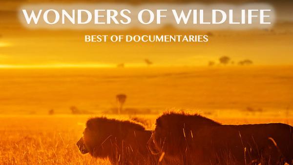 Cover Wonders of Wildlife 600