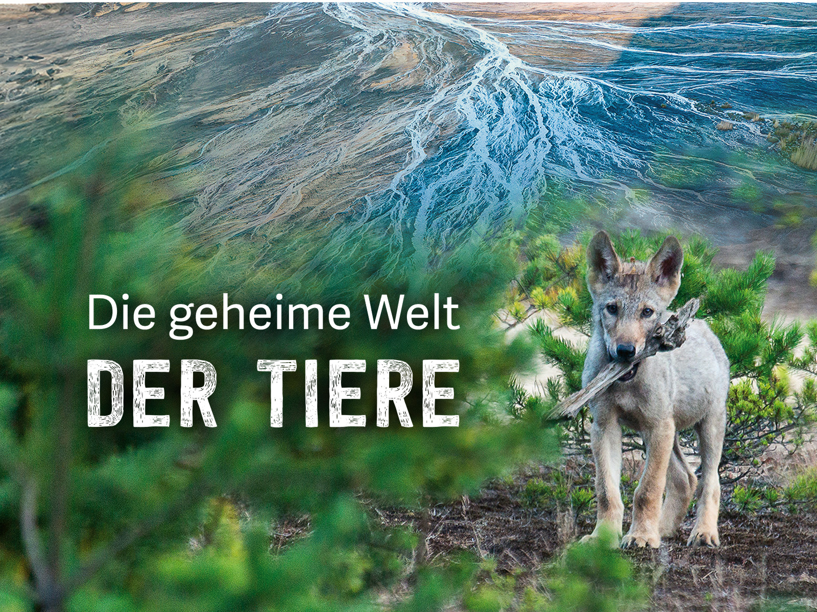 Der achtsame Tiger